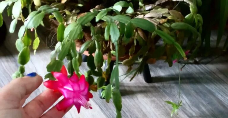 Why Fall Is The Wrong Time To Prune Your Christmas Cactus In Michigan