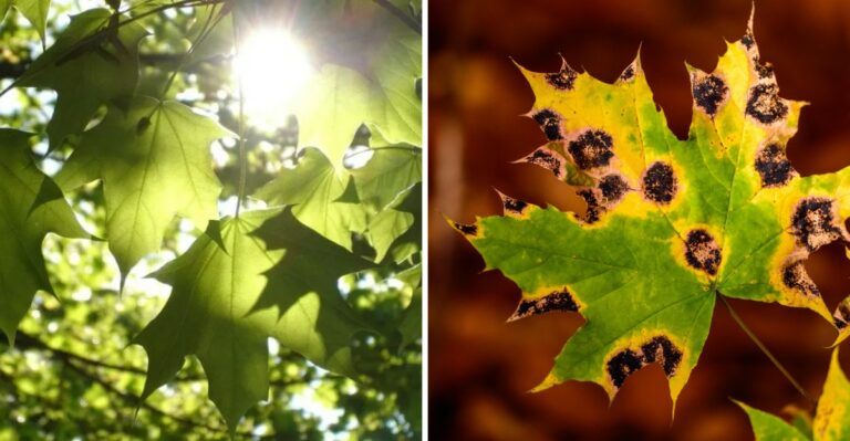 A Simple Leaf Check For Spotting Stress In Your New Jersey Tree