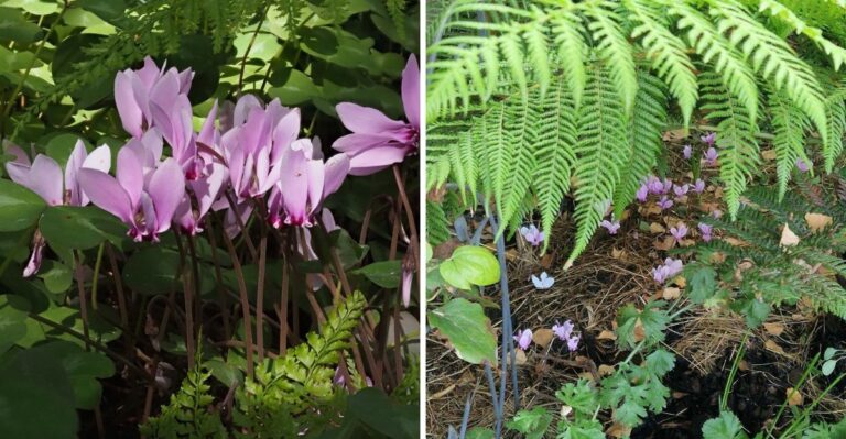 Hardy Cyclamen Is Blooming In North Carolina Shade Now And Keeps Its Leaves All Winter