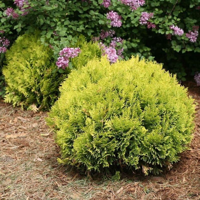 ‘Anna’s Magic Ball’ Arborvitae Adds A Pop Of Gold