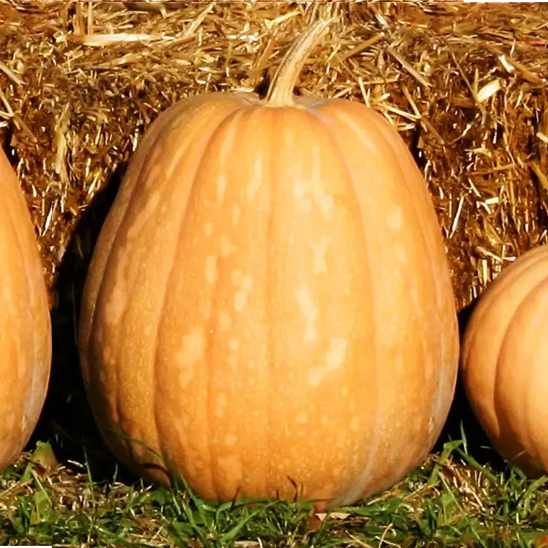 ‘Dickinson’ Pumpkin