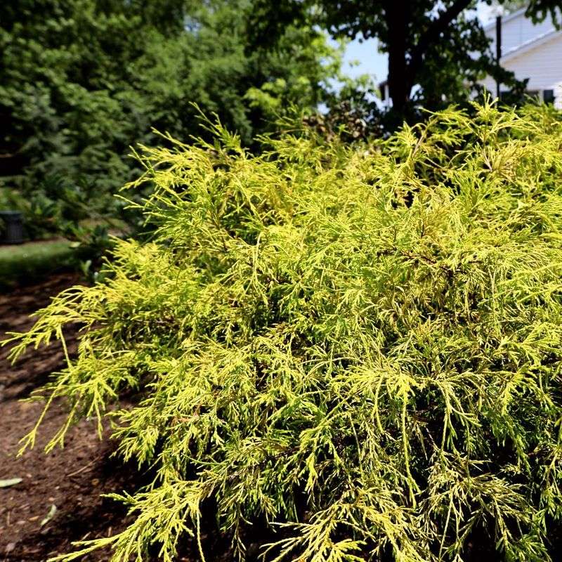 ‘Golden Mop’ False Cypress Brings Bright Color With Little Effort