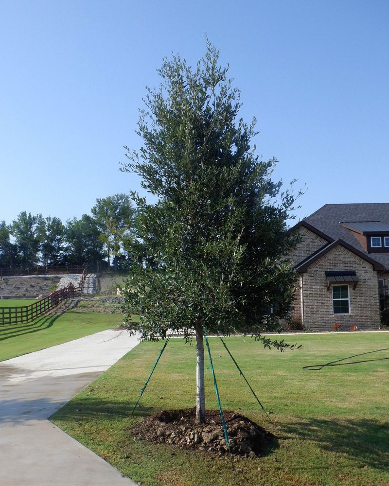 ‘Highrise’ Fits A Standard-Size Yard