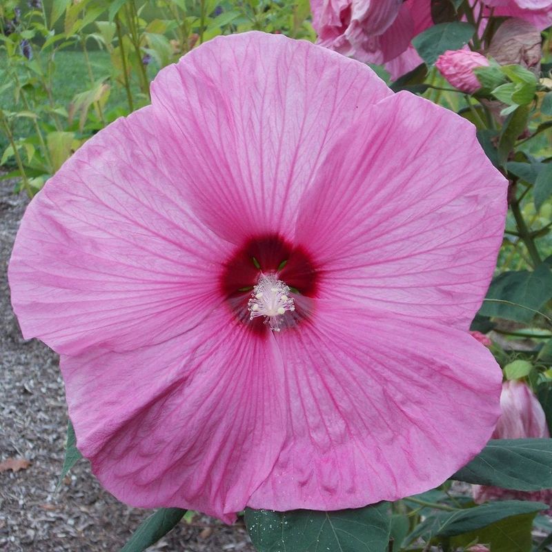 ‘Lady Baltimore’ And Other Hardy Hibiscus Hybrids