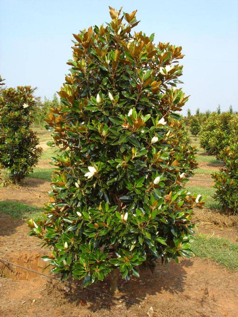 ‘Little Gem’ Magnolia Gives You Privacy With Fragrant Blooms