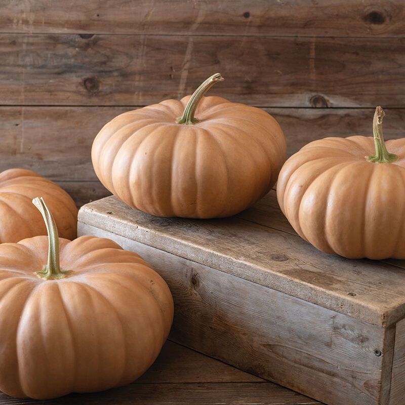 ‘Long Island Cheese’ Pumpkin