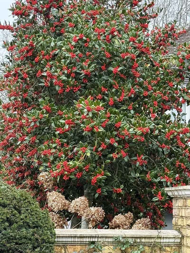 ‘Nellie R. Stevens’ Holly Builds A Dense Wall Of Glossy Leaves