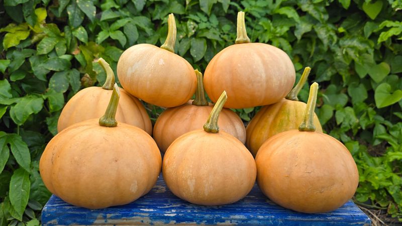 ‘Seminole’ Pumpkin